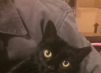 Murray bill would prohibit declawing