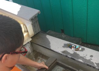 Rock, Fossil, and Dinosaur Shop