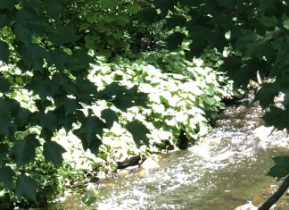 More than 100 acres in Burrillville conserved in two years through Open Space program