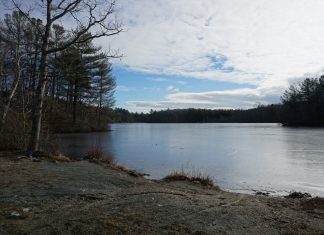 Tarkiln Pond deemed harmful due to blue-green algae