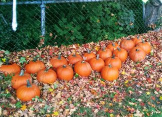 Pumpkin Fest delay, Halloween fundraisers: Five things to know in Burrillville this weekend