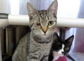 Animal control rescues 25 cats from Pascoag home