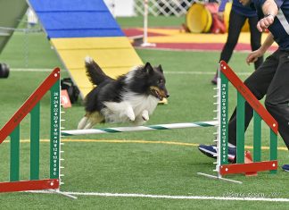 Alternative energy check, a winning show dog: Five things you need to know in Burrillville this week
