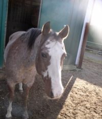 Horses abandoned on farm in Burrillville