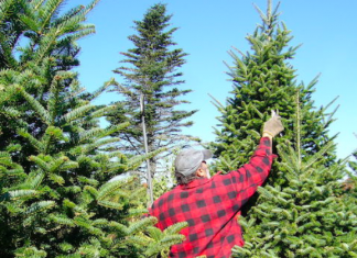 Christmas tree order, Community Forum & Artisan Fair: Five things to know in No. Smithfield this weekend