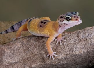 Cookie smackdown, Reptile wonders: Five things to know in North Smithfield this weekend