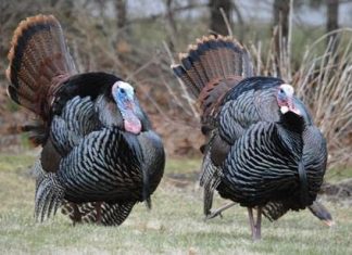 Young hunters invited to free wild turkey hunt in Burrillville
