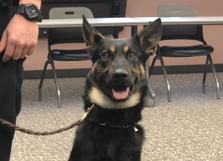 BPD’s newest K-9 cop Rex joins the force