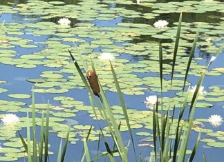 Trout season opens in Burrillville waters, statewide changes to limit crowds now in effect