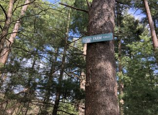 Tree cutting, conservation dominate debate on Gold solar