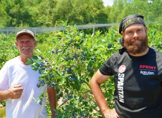 Blueberry picking brings joy to locals hungry for experience