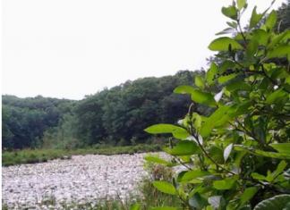 Public gains long-awaited access to Booth Pond, 40 acre N.S. Land Trust property