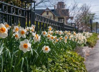The next St. Louis? Woman aims to cover North Smithfield in daffodils