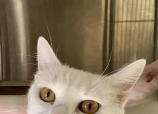 In northern RI and beyond, people are opening hearts – and wallets – to pets in need