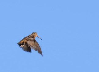 Spring, American Woodcock mating season, brings soaring sights to northern RI