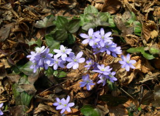 Spring brings wildflower bloom to northern Rhode Island