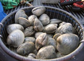 Around the Valley: Click It or Ticket, Quahog week