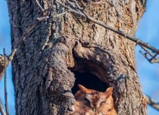Around the Valley: Twilight on the Blackstone, virtual owls & open space grants