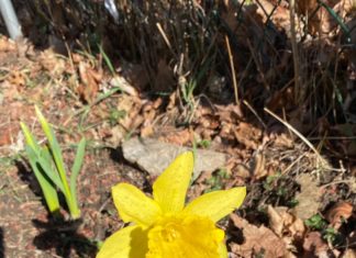 Paint the town yellow: Lilley looks to renew, expand N.S. daffodil initiative