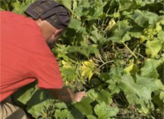 Buy it fresh, pick your own at northern RI farms