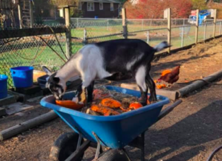 Scouting for food, Broncos 5K: Five things to know in Burrillville this week