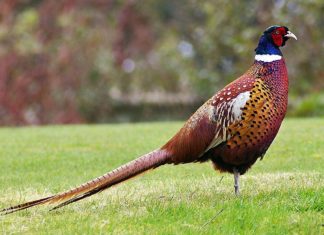 Pheasants in northern RI are both popular game and feathered friend