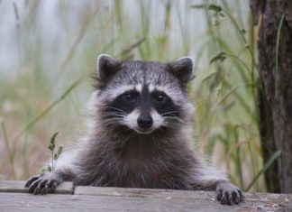 Town warns of suspected rabid raccoon in North Smithfield