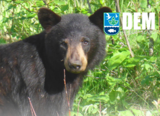 Sightings of black bears include one in N.S.; DEM reminds residents to remove food sources