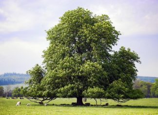 Burrillville Land Trust to give away 60 hybrid chestnut trees this Saturday