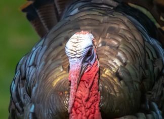 Abundant turkeys: Once dwindling, wild bird population thrives in northern Rhode Island