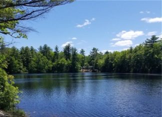Commission warns that phosphorus, toxic algae may be growing problem at Spring Grove Pond