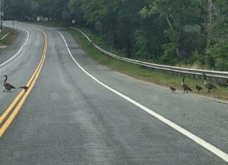 Field dedication, Learn to Swim: Five things to know in Glocester this week