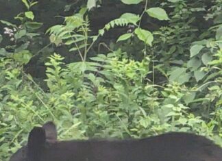 Pictures: Black bear on the move in northern RI