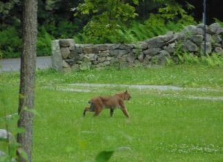 Goat cuddles, Radio Cat & an Ice Cream Social: Five things to know in Glocester this week
