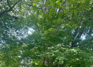 Sugar Maple on Providence Pike in North Smithfield dubbed ‘Champion Tree’