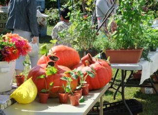 More than 30 vendors, electric cars on display Sept. 9 at 15th annual Green Festival in Burrillville