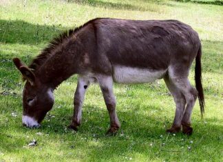 Glocester donkey tests positive for EEE