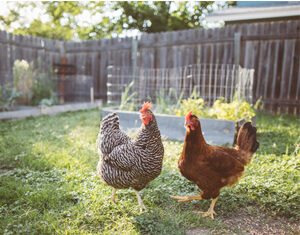 Town to hold public hearing on new ordinance governing where chickens are allowed in Burrillville