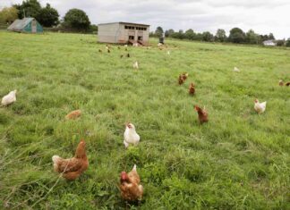 Burrillville council adopts new chicken ordinance