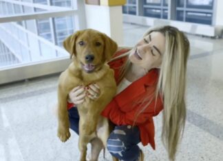 Labrador breeder secures commercial kennel license in Harrisville