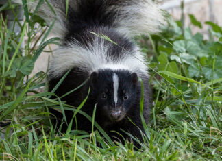 Town warns residents about rabid skunk in North Smithfield