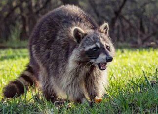 Town warns residents of rabid raccoon in N.S.