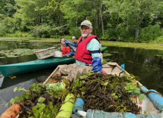 Pictures: Groups take quick action following discovery of water chestnuts on Slatersville Reservoir