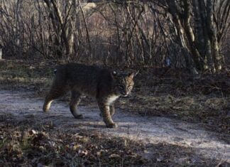 Rabid bobcat attacks family dog in Glocester