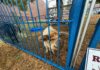 Glocester petting zoo ordered to quarantine animals following reports of illness