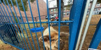 Glocester petting zoo ordered to quarantine animals following reports of illness