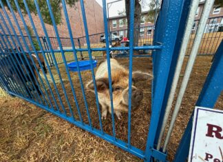 Glocester petting zoo ordered to quarantine animals following reports of illness