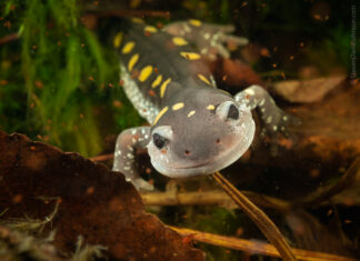 Land Trust kicks off 25 year celebration – hopefully by helping salamanders – on night walk Sunday