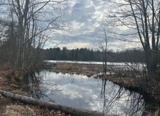 Councilor calls for humane solution to beaver troubles on Mechanic Street