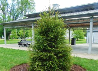‘Chet’ the spruce gets a home in Chepachet